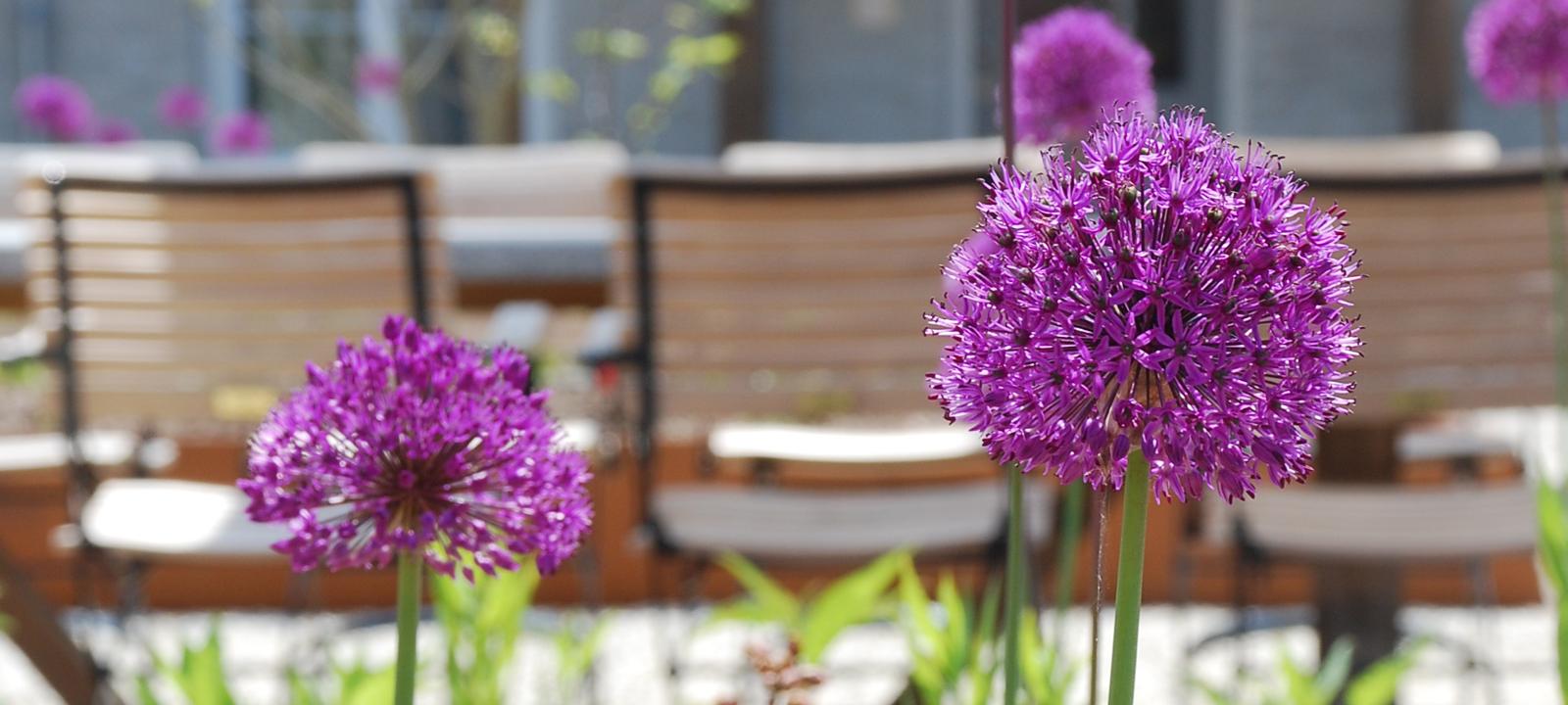 Ornamental leeks in front of a large table and chairs